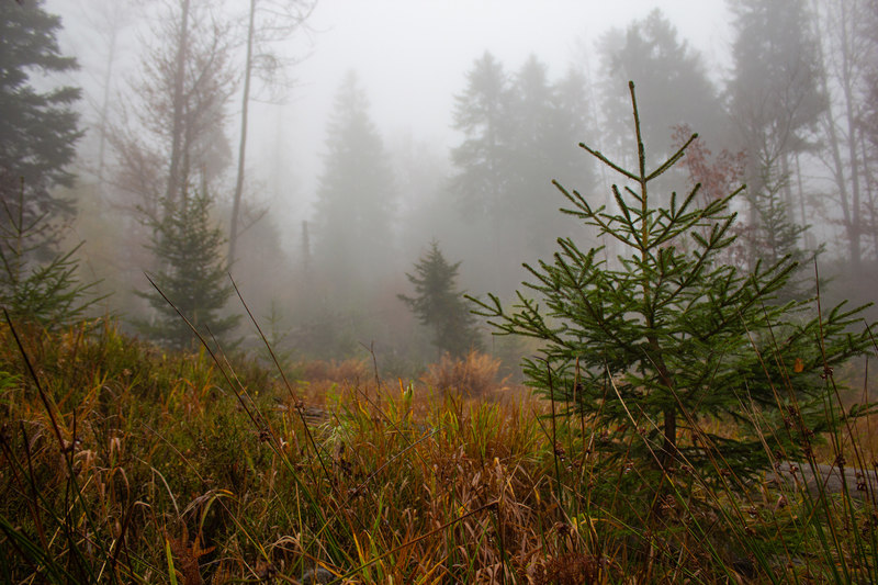In Deutschlands größtem Wald-Nationalpark hat sich durch die Philosophie „Natur Natur sein lassen“ eine einmalige Artenvielfalt entwickelt.